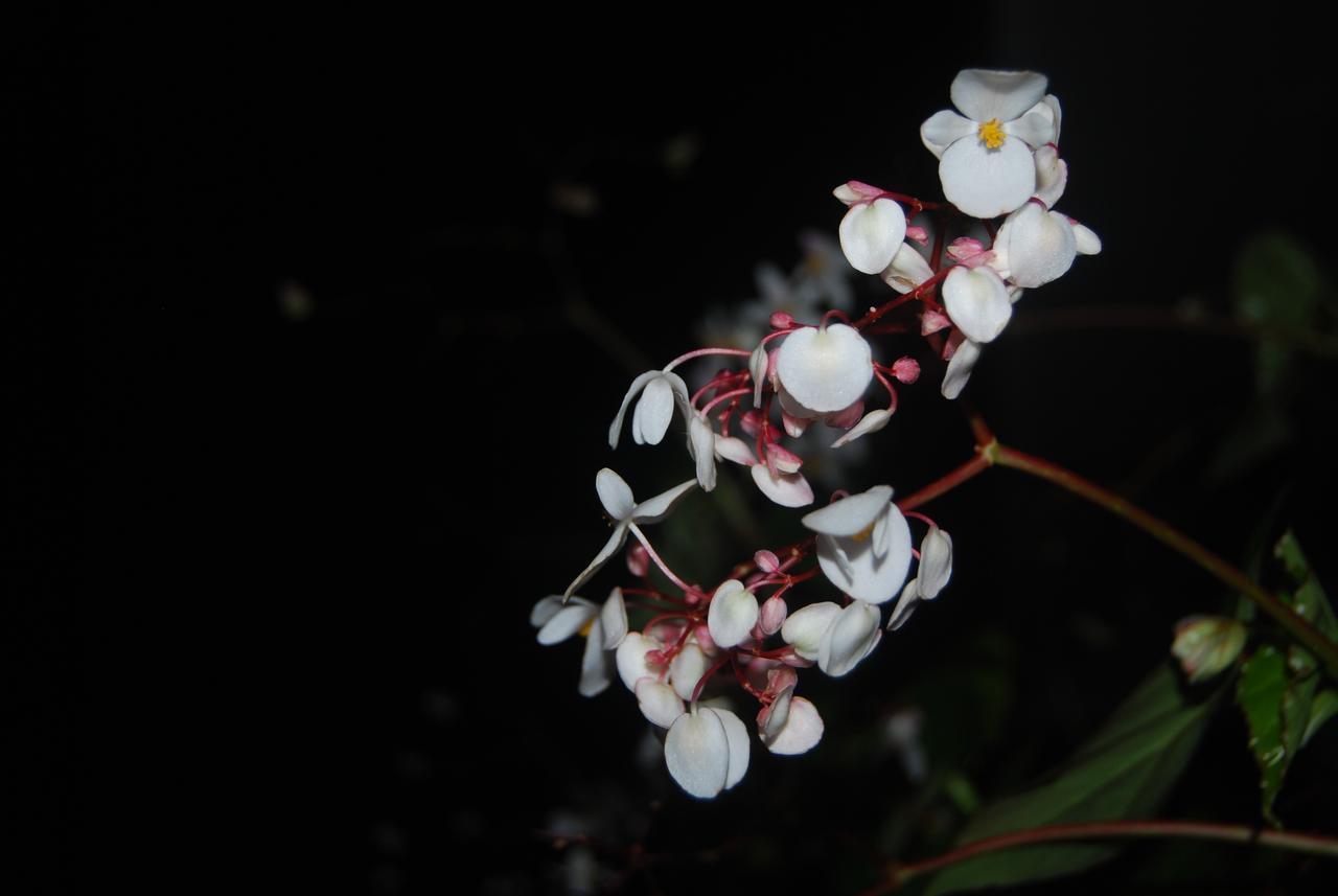 מונאר T Cherry Villa מראה חיצוני תמונה